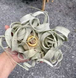 Air Plant Tillandsia Xerographica 1 Live Plant -Cheap Plantly Store 68D06D8D E60A 49A7 AB02 8B1547EB08FE 1 201 a