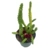 Huernia Red Dragon Stapelia Cactus / Huernia Penzigii / Cactus Plant With Roots / Beginner Cactus / Red Dragon Plant 4 Inch -Cheap Plantly Store 69