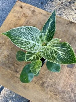 Philodendron Birkin 4 Inch Tall Pot Live Plant Variegated Houseplant -Cheap Plantly Store 6C09A709 E4D3 4794 A053 5EC66F784B67 1 201 a