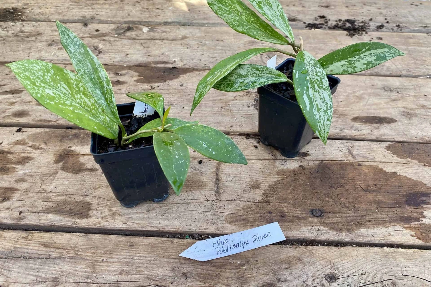 Hoya Pubicalyx Silver Splash 2 Inch Pot Rooted Starter Plant 3 Hoya Pubicalyx Silver Splash 2 Inch Pot Rooted Starter Plant