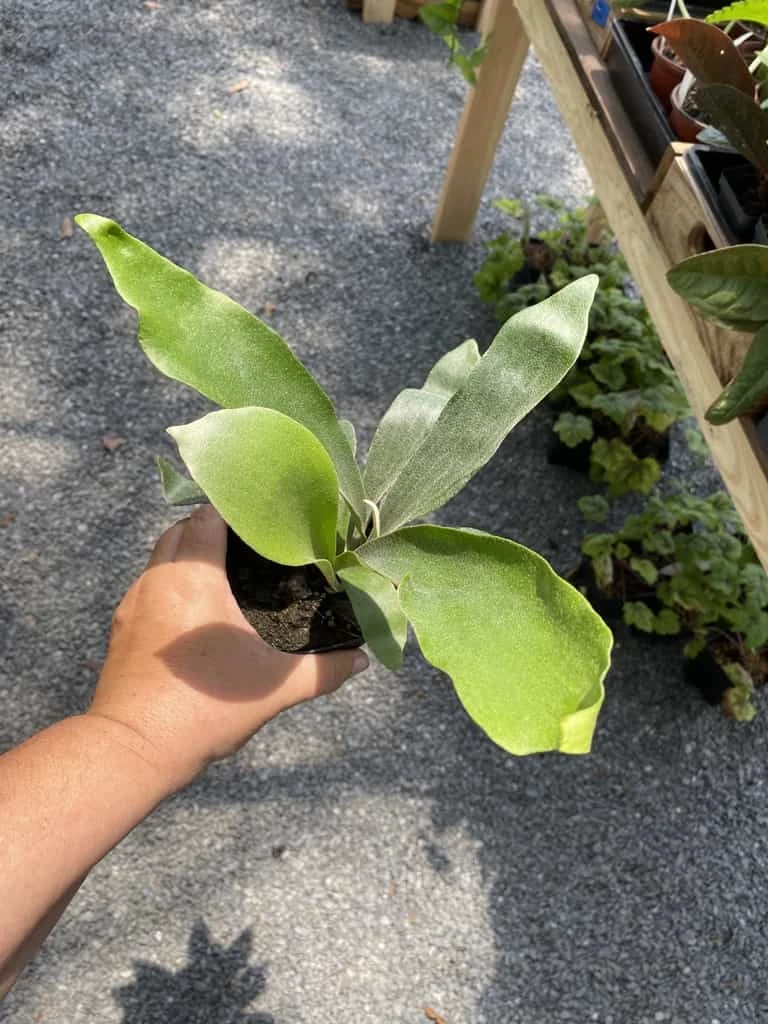 Fern Staghorn Or Platycerium Bifurcatum Netherlands 4 Inch Pot Live Plant 12 Fern Staghorn Or Platycerium Bifurcatum Netherlands 4 Inch Pot Live Plant - Image 10