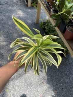 Dracaena Song Of India 4" Pot Live Plant -Cheap Plantly Store 6D7D40ED 5DF5 401E 8C52 F6F28131DBF6 1 105 c