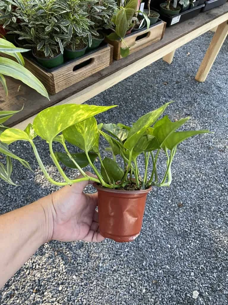 Pothos Or Devil's Ivy Golden Or Hawaiian? 4 Inch Pot Live Plant 4 Pothos Or Devil's Ivy Golden Or Hawaiian? 4 Inch Pot Live Plant - Image 2