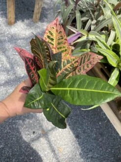 Croton Petra Josephs Coat 4 Inch Pot Live Plant -Cheap Plantly Store 6DD3C763 C642 4824 A331 F3C62FE911FC 1 105 c
