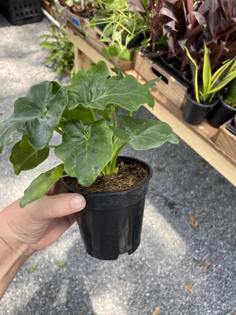 Philodendron Atom Or Thaumatophyllum Bipinnatifidum 4" Pot Live P 5 Philodendron Atom Or Thaumatophyllum Bipinnatifidum 4" Pot Live P - Image 3