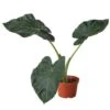 Alocasia Regal Shield Plant - Easy Care, Air Purifying, Tropical Houseplant | 4-inch Pot