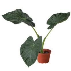 Alocasia Regal Shield Plant - Easy Care, Air Purifying, Tropical Houseplant | 4-inch Pot
