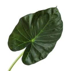 Alocasia Regal Shield Plant - Easy Care, Air Purifying, Tropical Houseplant | 4-inch Pot -Cheap Plantly Store 6 ALOCASIA REGAL.SHIELD 2 e9214b46 b380 4475 9bd1 44e2b5579163 700x700