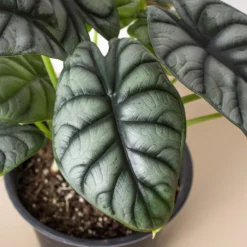Alocasia Silver Dragon | Alocasia Baginda | Exotic Houseplant -Cheap Plantly Store 6 ALOCASIA SILVER.DRAGON 2 902x902