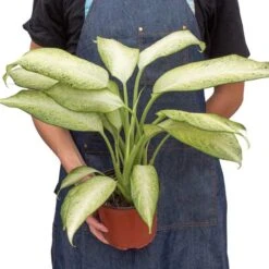 Dieffenbachia 'Camouflage' | 4-inch Pot -Cheap Plantly Store 6 DIEFFENBACHIA CAMOUFLAGE 3 700x700