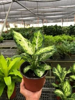 Dieffenbachia Amy Indoor Plant - Easy Care And Air Purifying | 6-inch Pot -Cheap Plantly Store 6 DIEFFENBACHIA CAMOUFLAGE TEMP 557x742 1