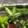 Dieffenbachia Amy Indoor Plant - Easy Care And Air Purifying | 6-inch Pot -Cheap Plantly Store 6 DIEFFENBACHIA CAMOUFLAGE TEMP 557x742