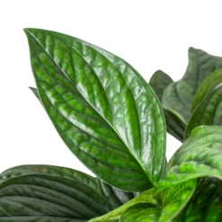 Monstera Peru | Monstera Kartenianum | Tropical Houseplants -Cheap Plantly Store 6 MONSTERA PERU 2 938x938