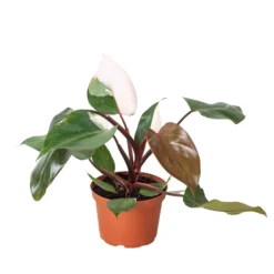 Philodendron Pink Princess | Philodendron Erubescens | Exotic Houseplants