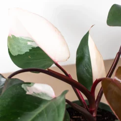 Philodendron Pink Princess | Philodendron Erubescens | Exotic Houseplants -Cheap Plantly Store 6 PHILODENDRON PINK.PRINCESS 2 1800x1800