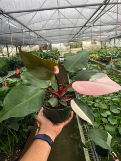 Philodendron Pink Princess | Philodendron Erubescens | Exotic Houseplants -Cheap Plantly Store 6 PHILODENDRON PINK.PRINCESS TEMP 903x1203