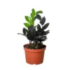 Black Raven | Zamioculcas Zamiifolia | Exotic Plant -Cheap Plantly Store 6 ZZ BLACK RAVEN 1 1800x1800