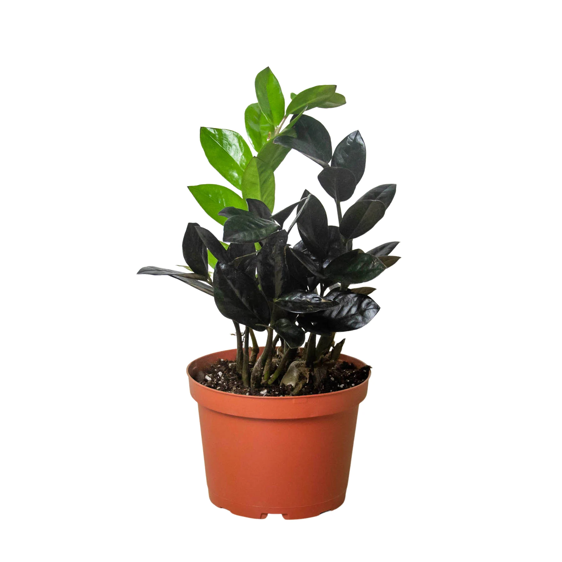 Black Raven | Zamioculcas Zamiifolia | Exotic Plant 3 Black Raven | Zamioculcas Zamiifolia | Exotic Plant