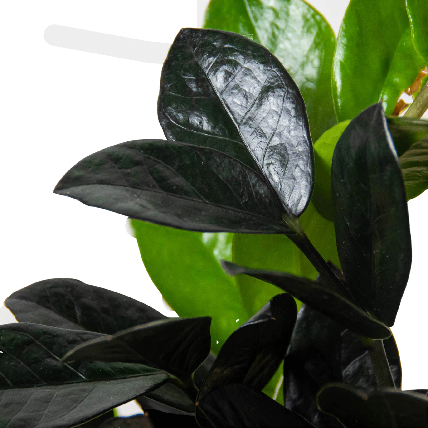 Black Raven | Zamioculcas Zamiifolia | Exotic Plant 4 Black Raven | Zamioculcas Zamiifolia | Exotic Plant - Image 2