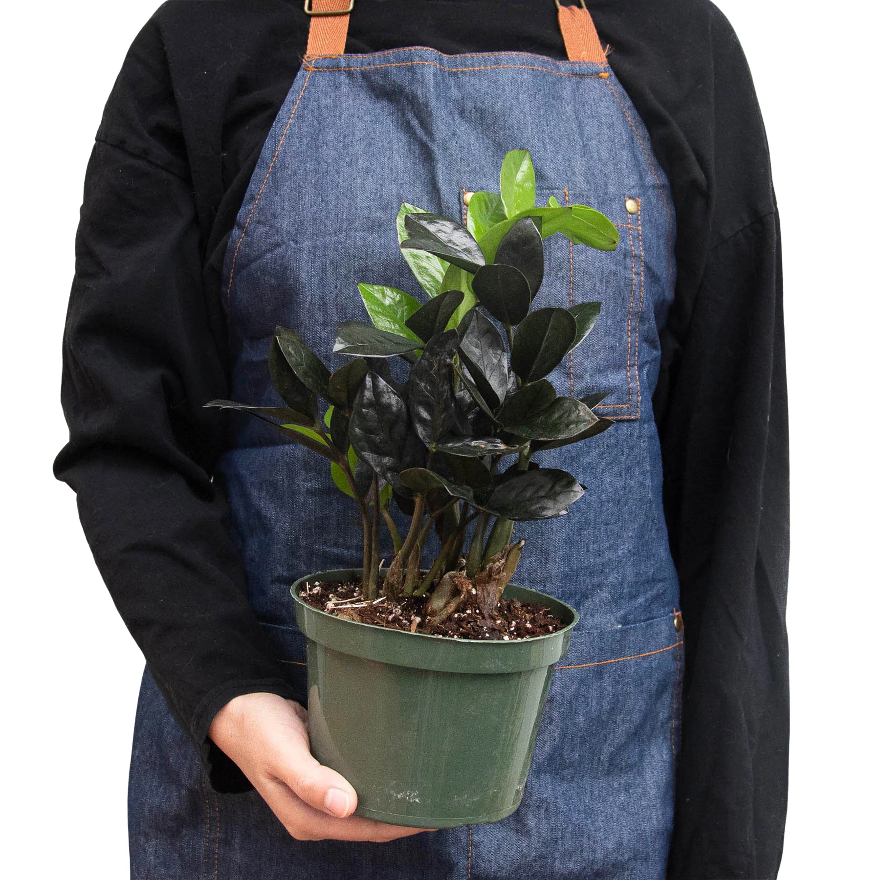 Black Raven | Zamioculcas Zamiifolia | Exotic Plant 5 Black Raven | Zamioculcas Zamiifolia | Exotic Plant - Image 3