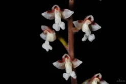 Hybrid Willow Austree Cuttings - Fast Growing Privacy Shade Trees - Easy Starts 8-12" -Cheap Plantly Store 7