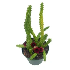 Huernia Red Dragon Stapelia Cactus / Huernia Penzigii / Cactus Plant With Roots / Beginner Cactus / Red Dragon Plant 4 Inch 11 Huernia Red Dragon Stapelia Cactus / Huernia Penzigii / Cactus Plant With Roots / Beginner Cactus / Red Dragon Plant 4 Inch -Cheap Plantly Store 70