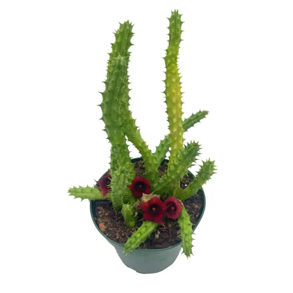 Huernia Red Dragon Stapelia Cactus / Huernia Penzigii / Cactus Plant With Roots / Beginner Cactus / Red Dragon Plant 4 Inch 7 Huernia Red Dragon Stapelia Cactus / Huernia Penzigii / Cactus Plant With Roots / Beginner Cactus / Red Dragon Plant 4 Inch - Image 5