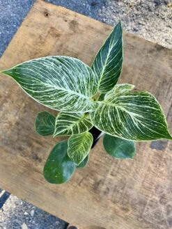 Philodendron Birkin 4 Inch Tall Pot Live Plant Variegated Houseplant -Cheap Plantly Store 70694AE7 38D9 4D44 B7A9 FEA58AA46622 1 201 a