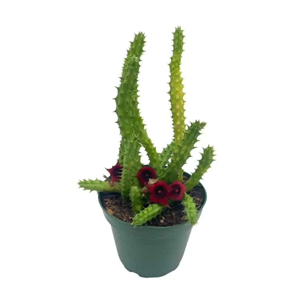 Huernia Red Dragon Stapelia Cactus / Huernia Penzigii / Cactus Plant With Roots / Beginner Cactus / Red Dragon Plant 4 Inch 6 Huernia Red Dragon Stapelia Cactus / Huernia Penzigii / Cactus Plant With Roots / Beginner Cactus / Red Dragon Plant 4 Inch - Image 4