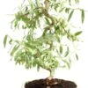 Bonsai Dwarf Japanese Curly Willow Tree Cutting - Very Rare Fast Growing Bonsai - Get A Mature Looking Bonsai Very Fast -Cheap Plantly Store 715r2NJOgHL. AC SL1500