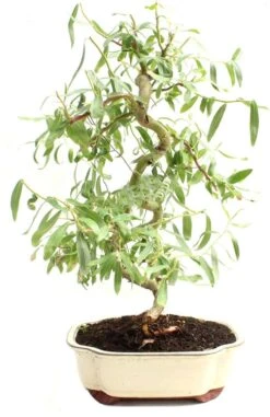 Bonsai Dwarf Japanese Curly Willow Tree Cutting - Very Rare Fast Growing Bonsai - Get A Mature Looking Bonsai Very Fast