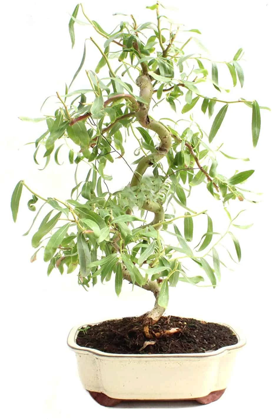 Bonsai Dwarf Japanese Curly Willow Tree Cutting - Very Rare Fast Growing Bonsai - Get A Mature Looking Bonsai Very Fast 3 Bonsai Dwarf Japanese Curly Willow Tree Cutting - Very Rare Fast Growing Bonsai - Get A Mature Looking Bonsai Very Fast