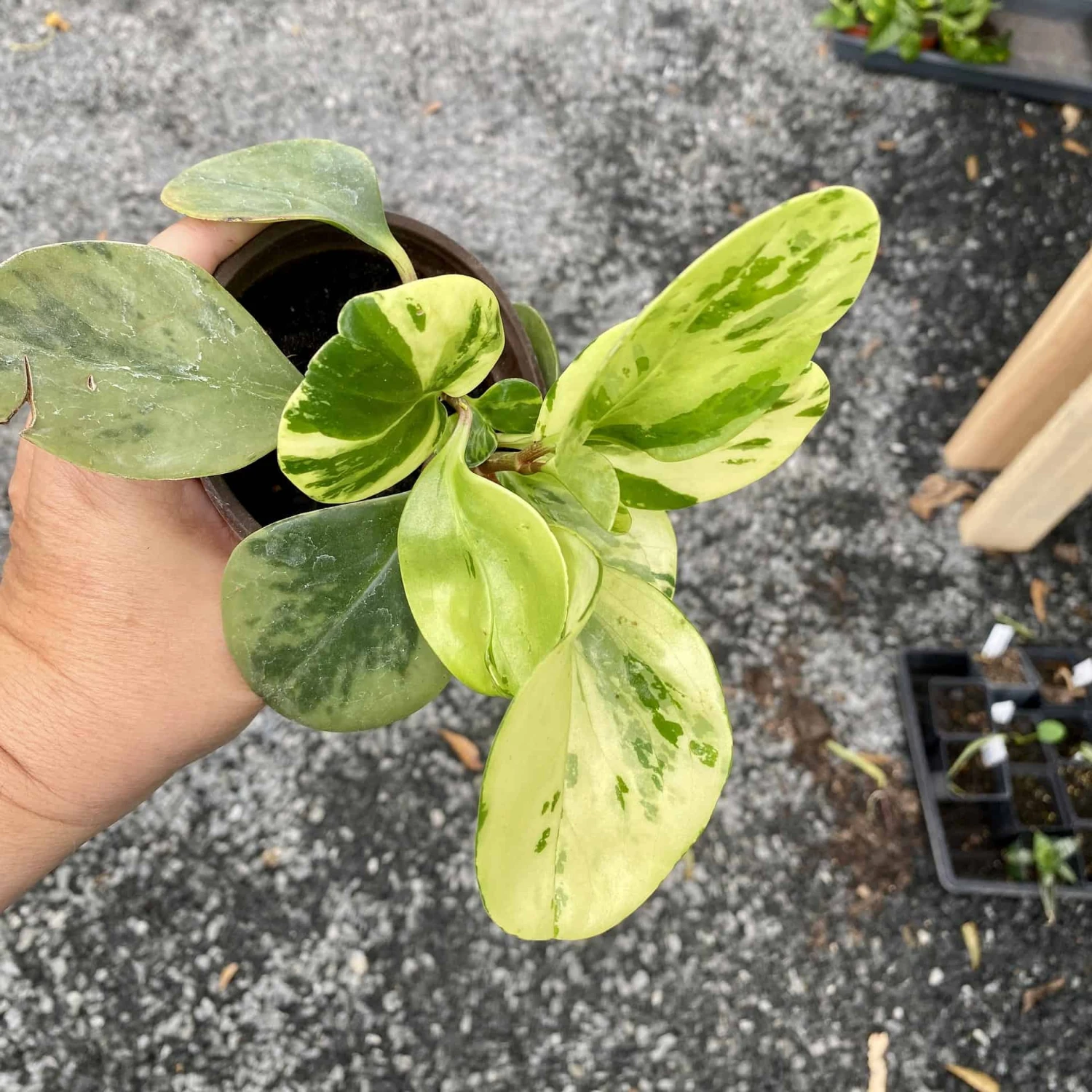 Peperomia Marble 4 Inch Pot Live Plant 5 Peperomia Marble 4 Inch Pot Live Plant - Image 3