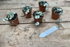 String Of Hearts Ceropegia Woodii Green 2" Pot Live Plant -Cheap Plantly Store 71E3A4CB FBE8 4E70 B42F D0CCFC6CE2B0 1 201 a