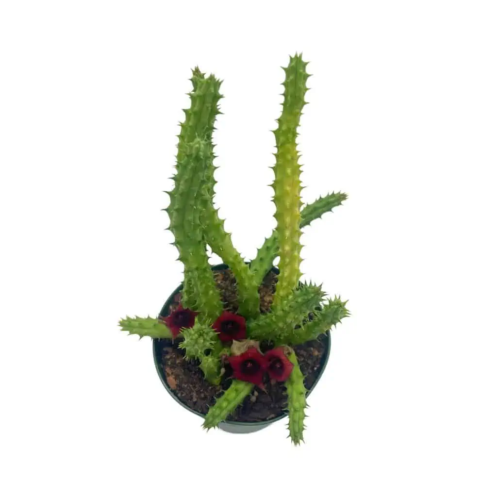 Huernia Red Dragon Stapelia Cactus / Huernia Penzigii / Cactus Plant With Roots / Beginner Cactus / Red Dragon Plant 4 Inch 5 Huernia Red Dragon Stapelia Cactus / Huernia Penzigii / Cactus Plant With Roots / Beginner Cactus / Red Dragon Plant 4 Inch - Image 3