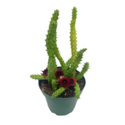 Huernia Red Dragon Stapelia Cactus / Huernia Penzigii / Cactus Plant With Roots / Beginner Cactus / Red Dragon Plant 4 Inch 8 Huernia Red Dragon Stapelia Cactus / Huernia Penzigii / Cactus Plant With Roots / Beginner Cactus / Red Dragon Plant 4 Inch -Cheap Plantly Store 73
