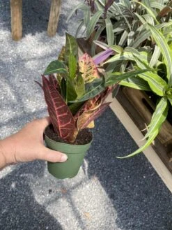 Croton Petra Josephs Coat 4 Inch Pot Live Plant -Cheap Plantly Store 73D4993C ABED 4632 AE87 74E6871AC744 1 105 c