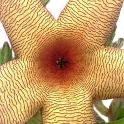 Stapelia Gigantea, Giant Starfish Flower, Rare Huernia, Zulu Carrion Giant Plant, 4 Inch Pot -Cheap Plantly Store 74