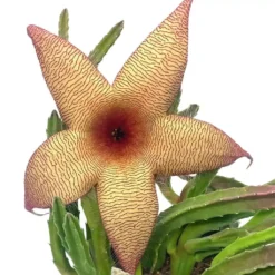 Stapelia Gigantea, Giant Starfish Flower, Rare Huernia, Zulu Carrion Giant Plant, 4 Inch Pot -Cheap Plantly Store 75 1