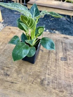 Philodendron Birkin 4 Inch Tall Pot Live Plant Variegated Houseplant -Cheap Plantly Store 75A619F4 2991 4941 85AC 692D20C8EB82 1 201 a 1