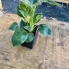 Philodendron Birkin 4 Inch Tall Pot Live Plant Variegated Houseplant -Cheap Plantly Store 75A619F4 2991 4941 85AC 692D20C8EB82 1 201 a