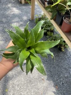 Dracaena Or Dragon Tree Janet Craig Compacta 4 Inch Tall Pot Live -Cheap Plantly Store 75E46F0B F830 460E AAA7 E77170536E68 1 105 c 1