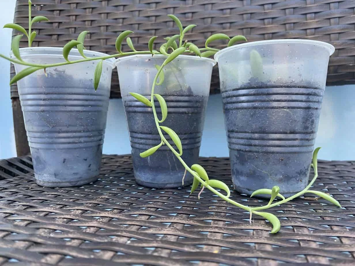 String Of Bananas! 5 String Of Bananas! - Image 3