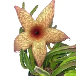 Stapelia Gigantea, Giant Starfish Flower, Rare Huernia, Zulu Carrion Giant Plant, 4 Inch Pot -Cheap Plantly Store 76