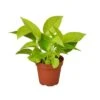 Vibrant Pothos Neon - Glowing Neon-Green Foliage - Easy-care Houseplant | 4-inch Pot