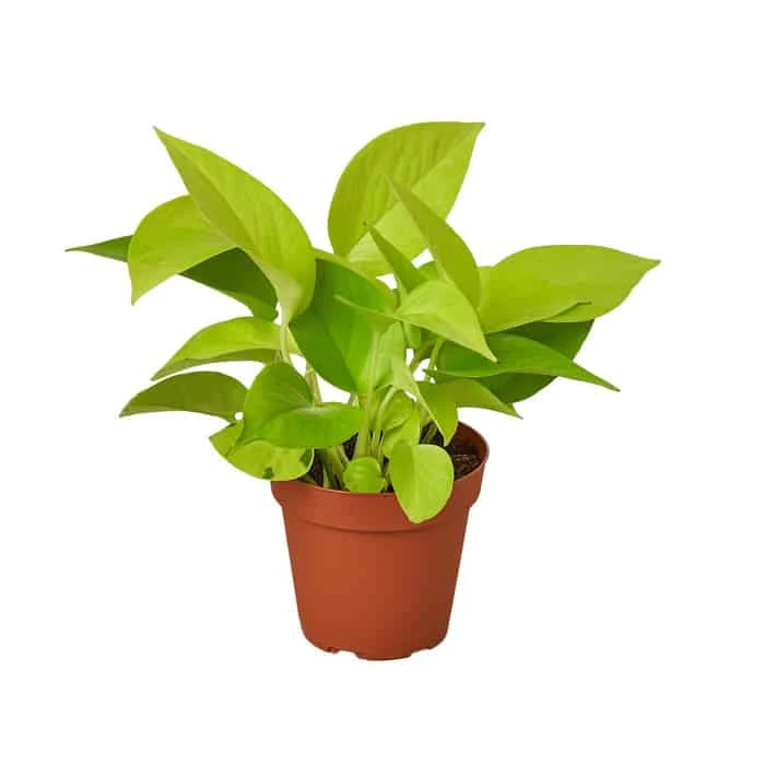 Vibrant Pothos Neon - Glowing Neon-Green Foliage - Easy-care Houseplant | 4-inch Pot 3 Vibrant Pothos Neon - Glowing Neon-Green Foliage - Easy-care Houseplant | 4-inch Pot