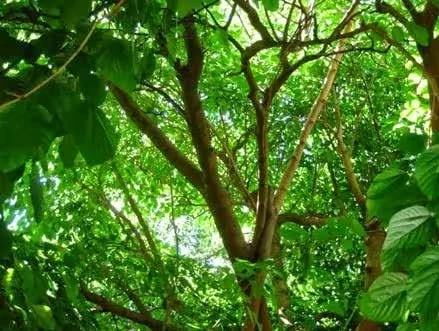 King Mulberry 5 King Mulberry - Image 3