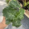 Philodendron Atom Or Thaumatophyllum Bipinnatifidum 4" Pot Live P -Cheap Plantly Store 7798D7B6 523B 4A83 829B 6FC7ABF34623 1 105 c