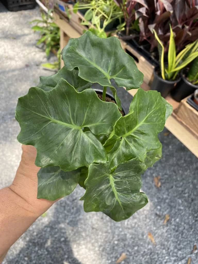 Philodendron Atom Or Thaumatophyllum Bipinnatifidum 4" Pot Live P 3 Philodendron Atom Or Thaumatophyllum Bipinnatifidum 4" Pot Live P