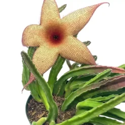 Stapelia Gigantea, Giant Starfish Flower, Rare Huernia, Zulu Carrion Giant Plant, 4 Inch Pot -Cheap Plantly Store 79